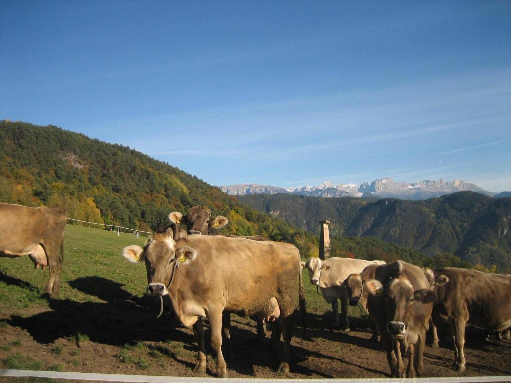 Haflingerhof *
